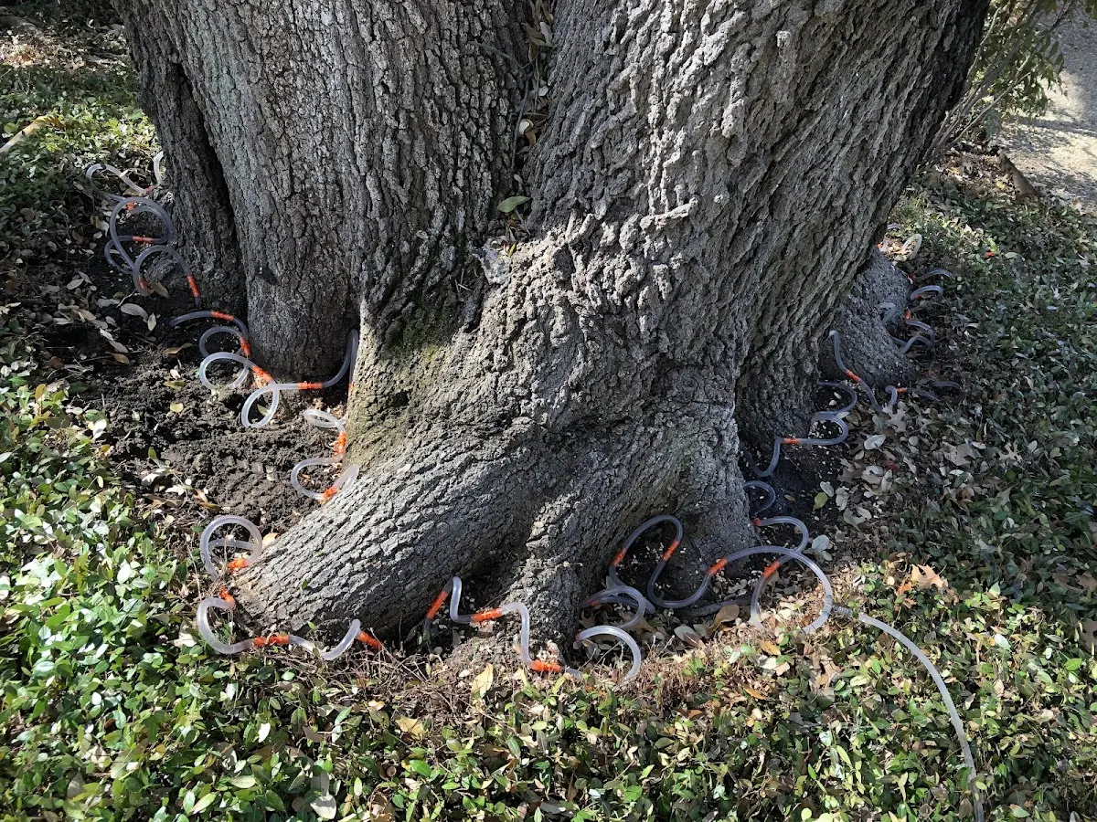 Detailed Tree Cabling and Bracing job site in De Kalb Junction