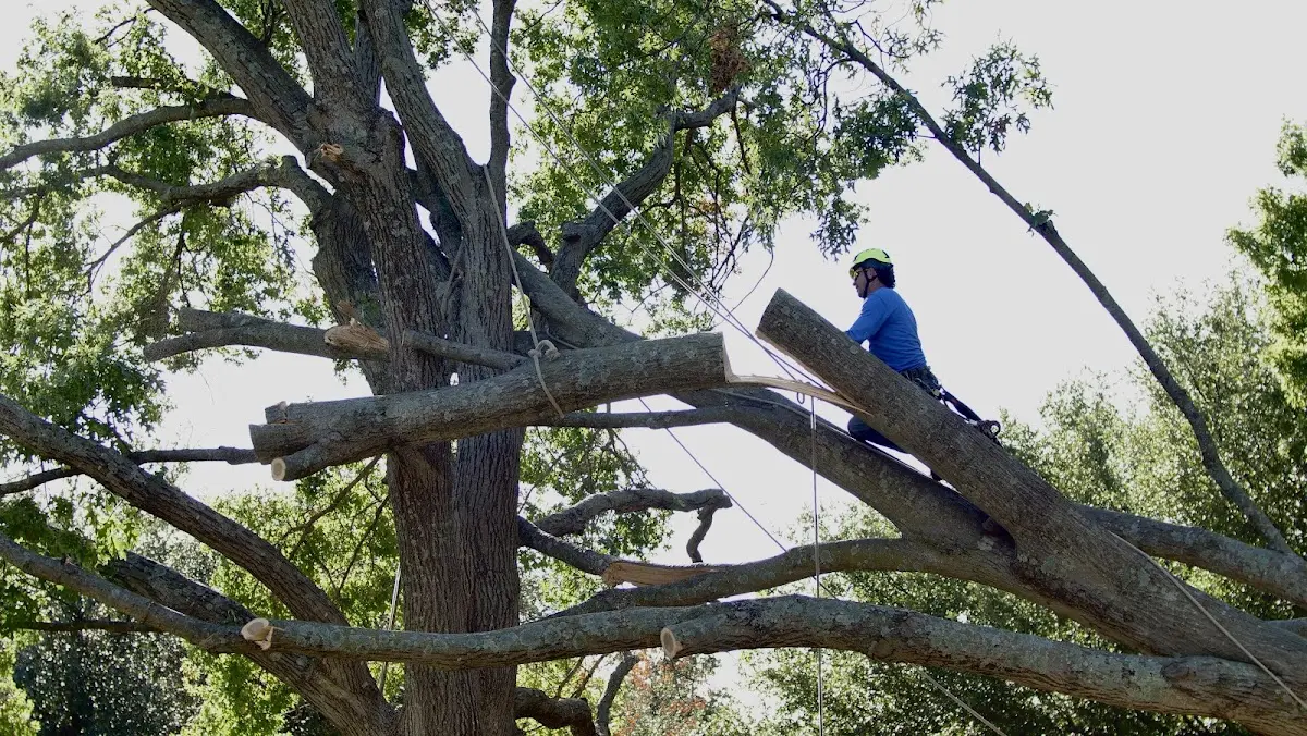 Professional Crown Thinning performed by certified arborists in De Kalb Junction