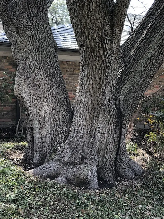 Mature heritage tree close to a De Kalb Junction property cared for by certified arborists
